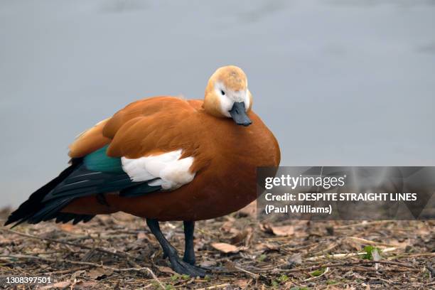 tadorna ferruginea (ruddy shelduck) - ruddy shelduck stockfoto's en -beelden