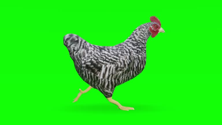 10 164点のニワトリのビデオクリップ 映像 Getty Images 10 164点のニワトリのビデオクリップ 映像 Getty Images