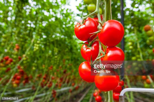 verse rijpe tomaten op de wijnstok die op tomatenplanten in een serre groeit - tomaat stockfoto's en -beelden