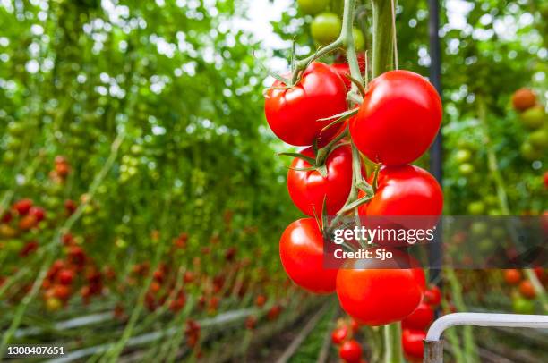 fresh ripe tomatoes on the vine growing on tomato plants in a greenhouse - tomato greenhouse stock pictures, royalty-free photos & images