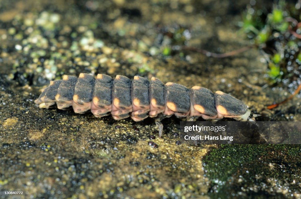 Large Common Glow-worm (Lampyris noctiluca) larva