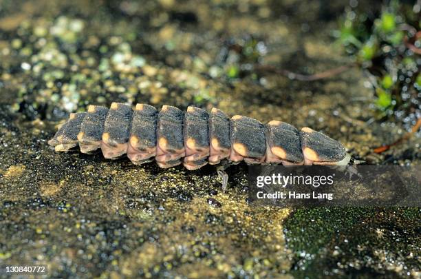 large common glow-worm (lampyris noctiluca) larva - lampyris noctiluca stock pictures, royalty-free photos & images