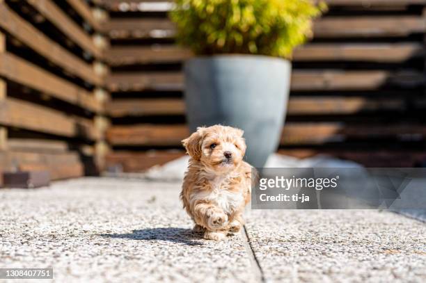 lindo cachorro de maltipoo al aire libre - miniature poodle fotografías e imágenes de stock