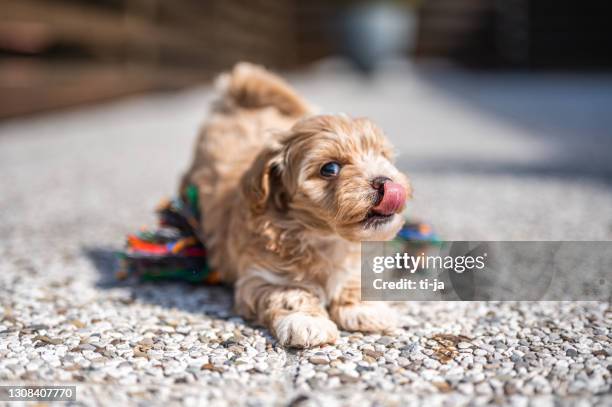 lindo cachorro de maltipoo al aire libre - miniature poodle fotografías e imágenes de stock