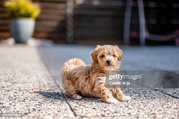 lindo cachorro de maltipoo al aire libre - miniature poodle fotografías e imágenes de stock