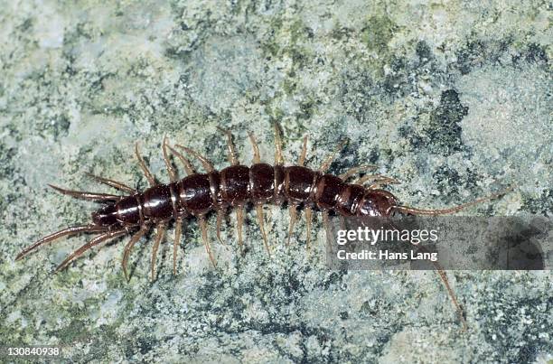 brown centipede (lithobius forficatus) - myriapoda stock pictures, royalty-free photos & images