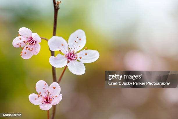 beautiful black cherry plum, pink, spring blossom flowers - prunus cerasifera nigra - japanese cherry blossom wallpaper stock-fotos und bilder