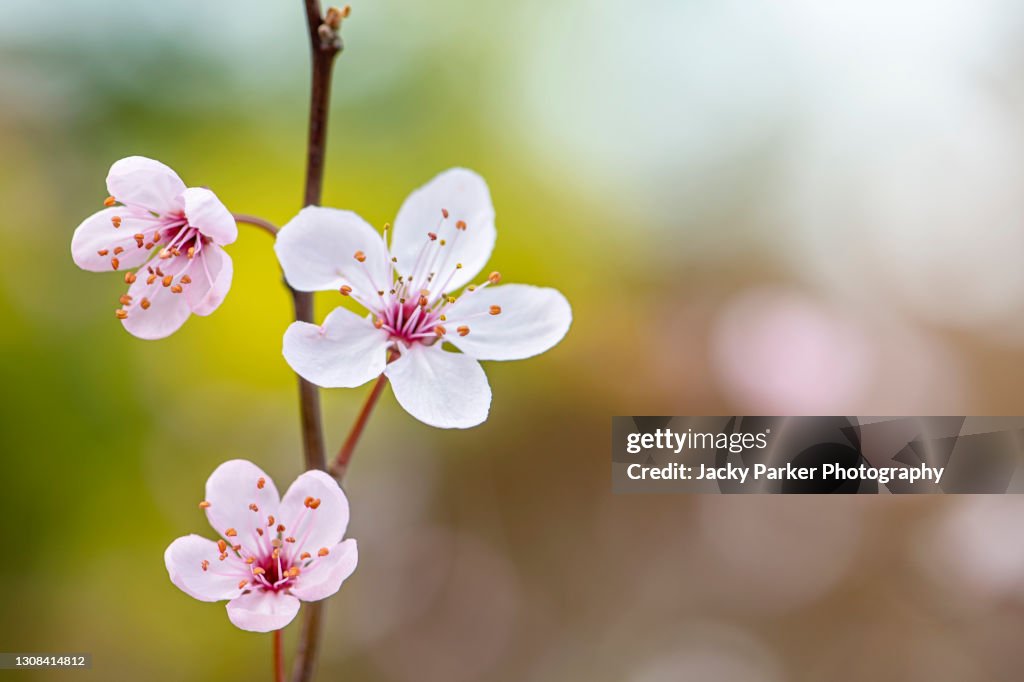 Beautiful Black Cherry Plum, pink, spring blossom flowers - Prunus cerasifera nigra