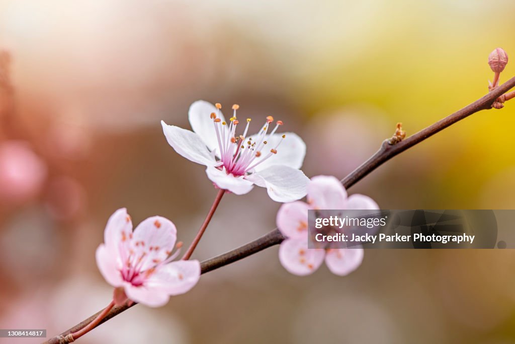 Beautiful Black Cherry Plum, pink, spring blossom flowers - Prunus cerasifera nigra