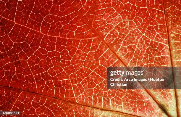 boston ivy, leaf detail in autumn (parthenocissus tricuspidata veitchii) - veitchii stock pictures, royalty-free photos & images