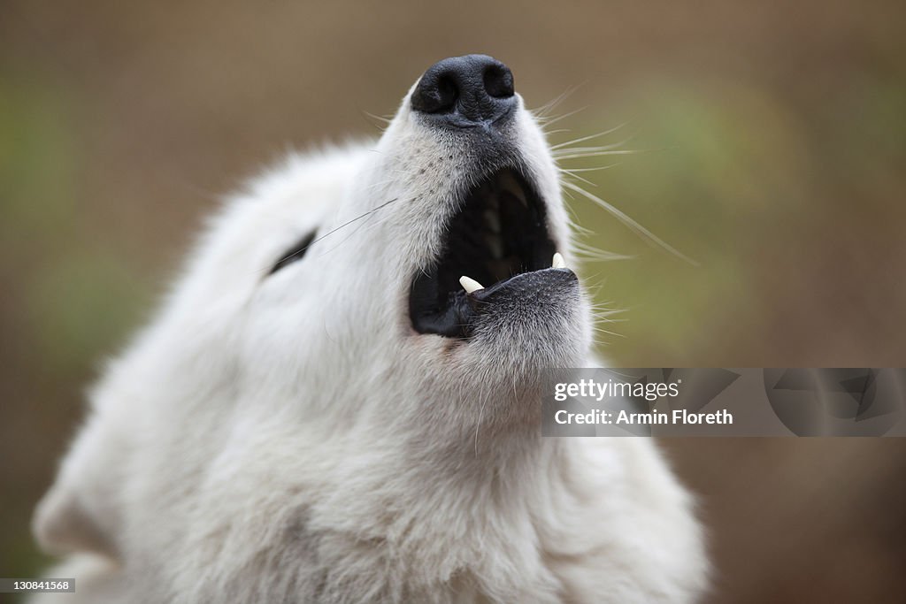 Arctic wolf, Polar Wolf or White Wolf (Canis lupus arctos), howling, portrait