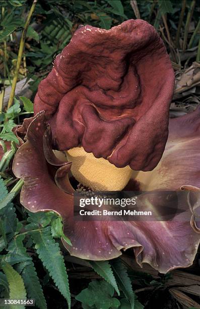 elephant foot yam, whitespot giant arum or stink lily (amorphophallus paeoniifolius), taman negara national park, malaysia, southeast asia - yams day fotografías e imágenes de stock