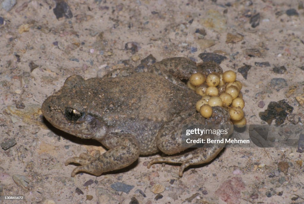 Common midwife toad (Alytes obstetricans)