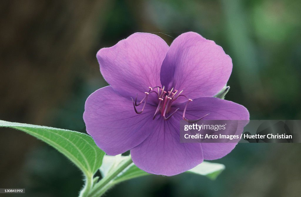 Princess Flower (Tibouchina granulosa)