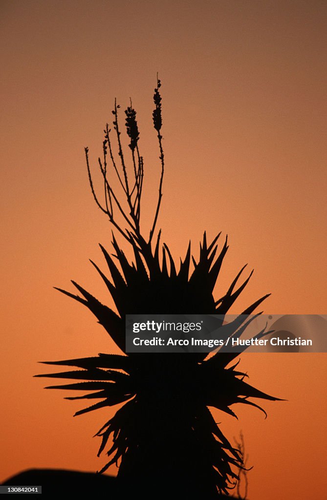 Bitter Aloe at dusk, Keetmanshoop, Namibia (Aloe ferox)