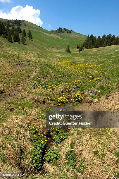 wet habitat alpes vaudoises - kanton waadt stock-fotos und bilder