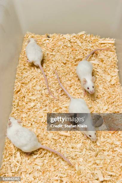 38 Lab Mouse Cage Stock Photos, High-Res Pictures, and Images - Getty ...