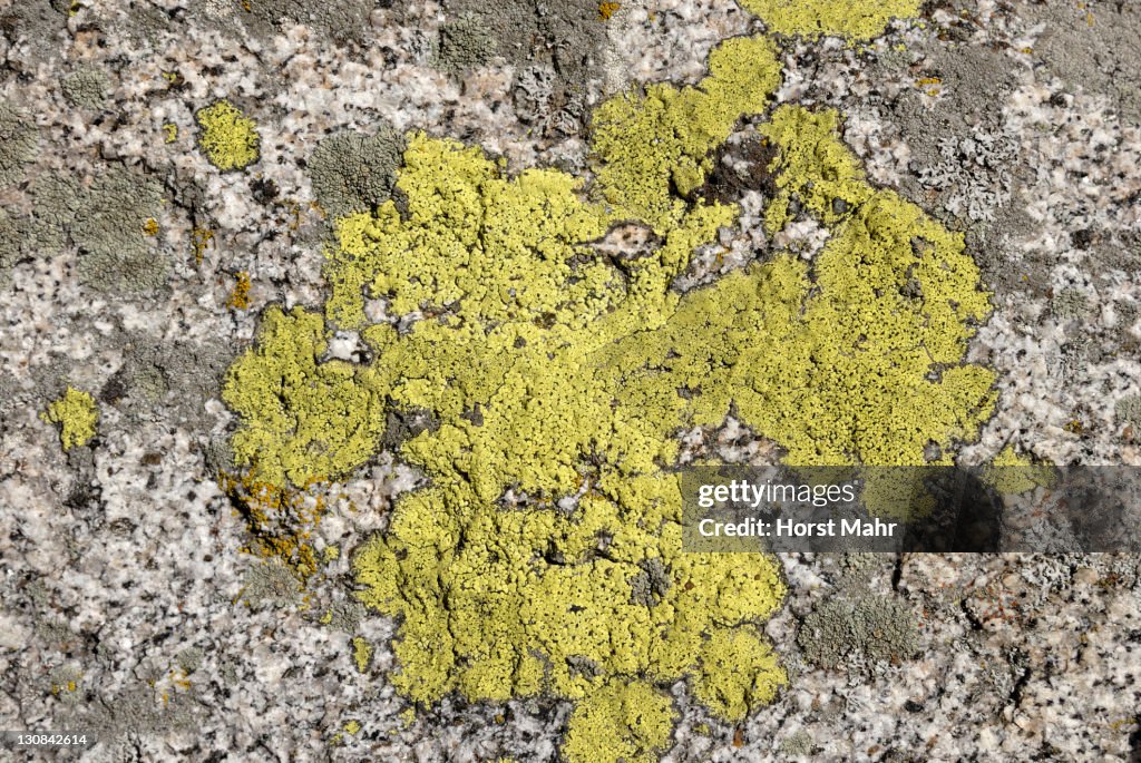 Map lichen (Rhizocarpon geographicum) and crustose lichen on quartz rock, Mount San Jacinto State Park, Palm Springs, Southern California, California, USA