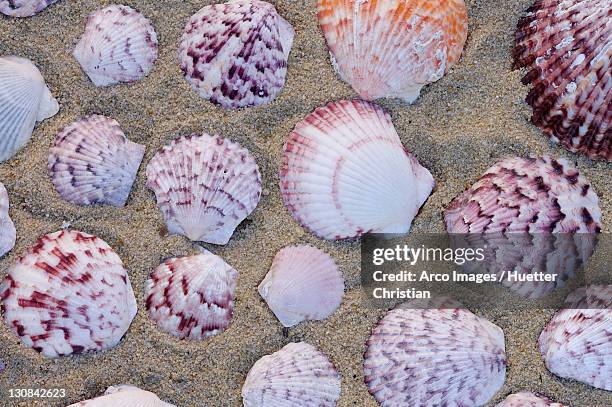 Chlamys (Bivalve) Photos and Premium High Res Pictures - Getty Images