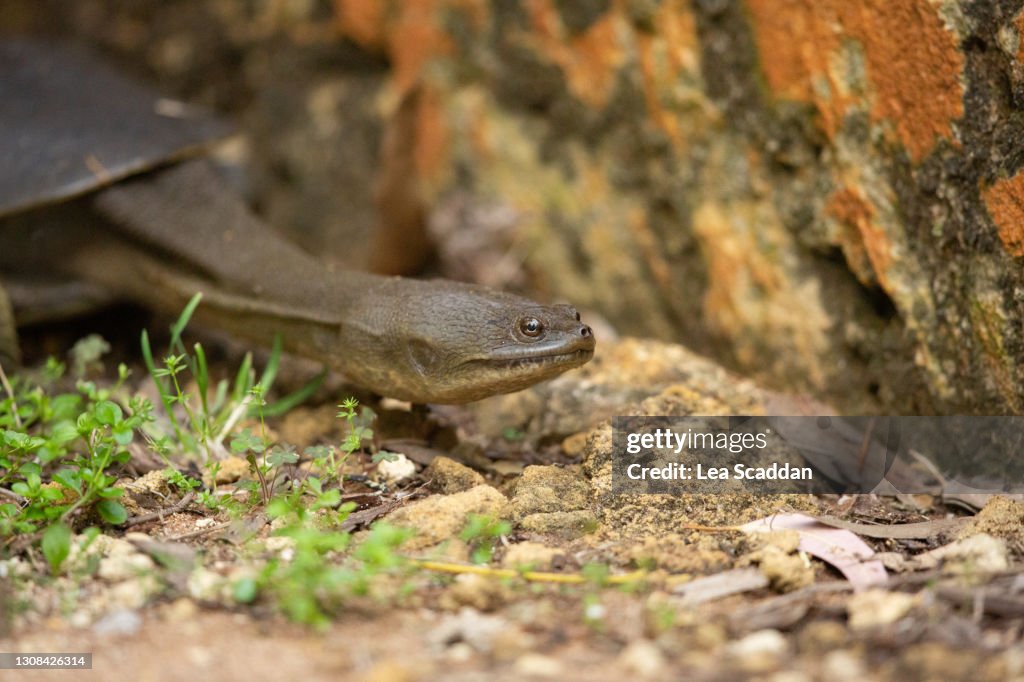 South-western Snake-necked Turtle #3