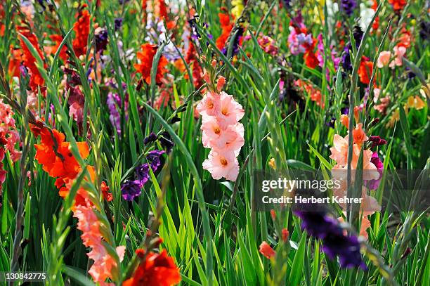 gladiolas (gladiolus) - gladiolus fotografías e imágenes de stock