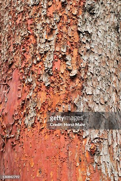 bark of the pacific madrone, arbutus or strawberry tree (arbutus menziesii), victoria, vancouver island, canada - pacific madrone stockfoto's en -beelden