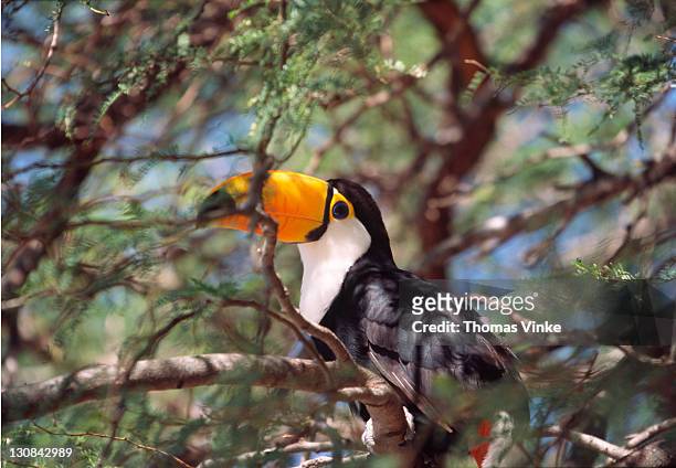 tocu toucan (ramphastos toco) gran chaco, paraguay - chaco canyon ruins stock pictures, royalty-free photos & images