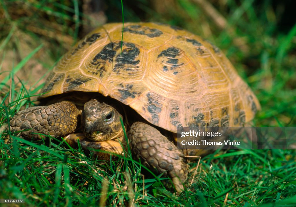 Russian tortoise (Testudo horsfieldii)
