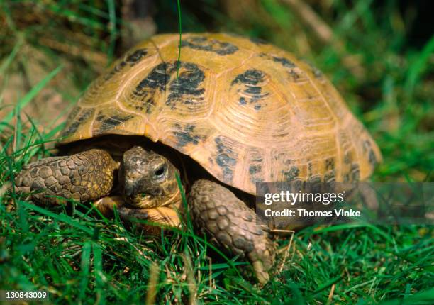 russian tortoise (testudo horsfieldii) - russian tortoise stock pictures, royalty-free photos & images