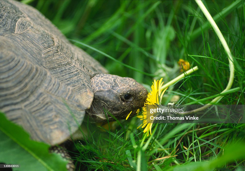 Marginated tortoise (Testudo marginata) feeding on a flower of dandelion (Taraxacum officinale)