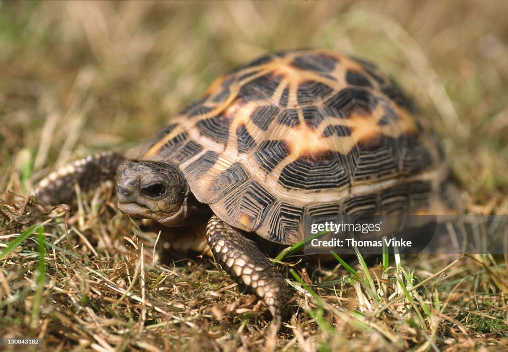 Species in danger of extinction: Malagasy spider tortoise(Pyxis arachnoides)