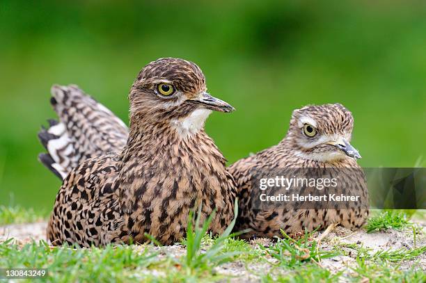 spotted thick-knees (burhinus capensis) - spotted thick knee stock pictures, royalty-free photos & images