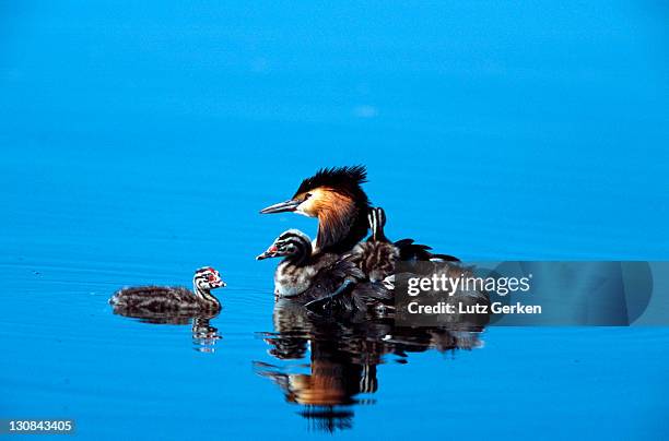 grat crested grebe - lobo da terra imagens e fotografias de stock