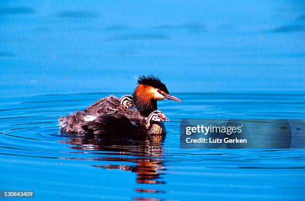 grat crested grebe - lobo da terra imagens e fotografias de stock