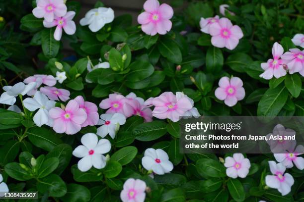 catharanthus roseus / madagascar periwinkle / annual vinca - periwinkle stock pictures, royalty-free photos & images