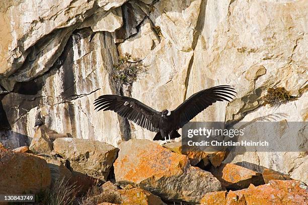 Condors On Rocks Condor Young Photos and Premium High Res Pictures - Getty Images