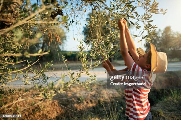 meninos pegando azeitonas em oliveira, toscana, itália - tuscany - fotografias e filmes do acervo