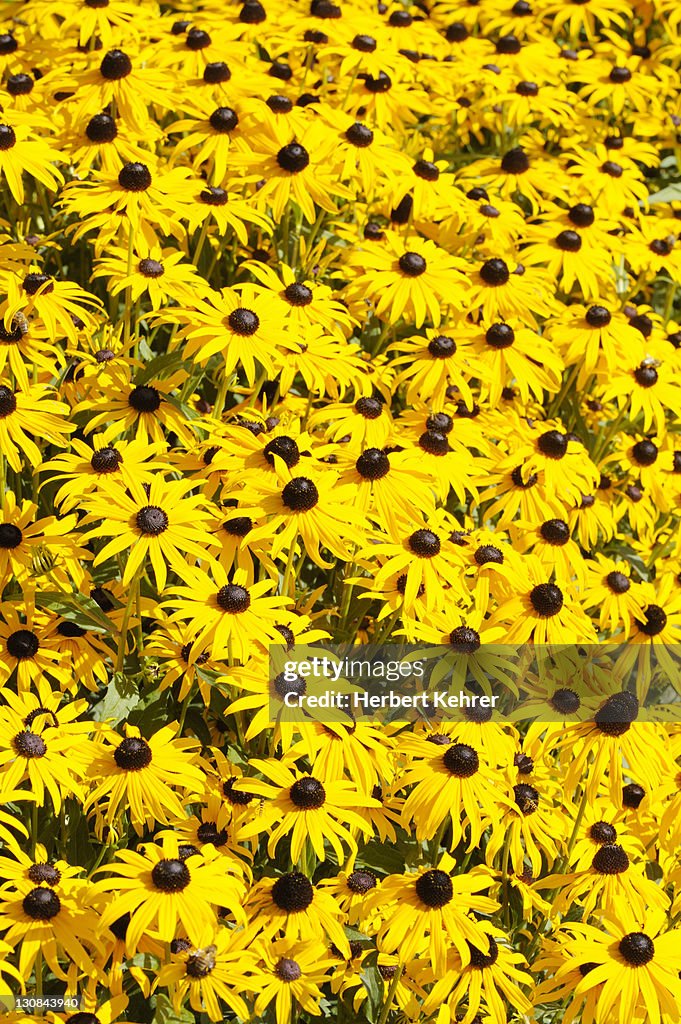 Black-eyed Susans, Brilliant Coneflowers, Eastern Coneflowers, or Orange Coneflowers (Rudbeckia fulgida)