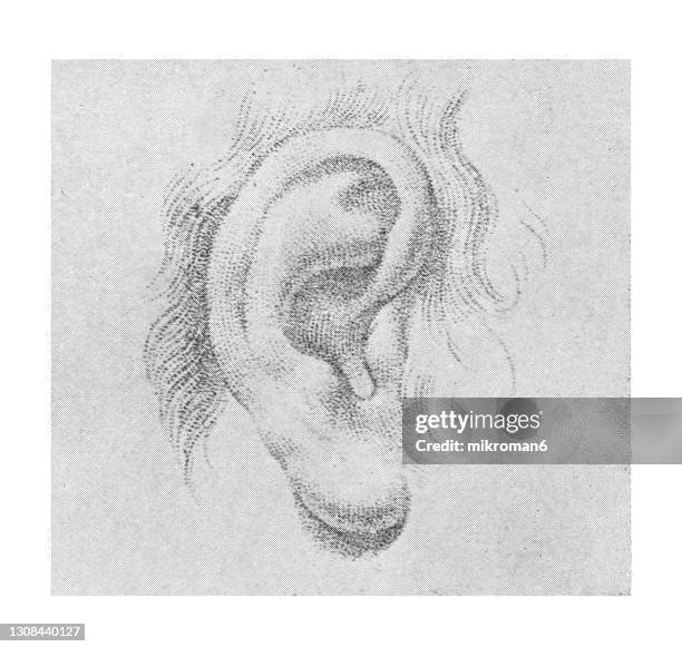 old engraved illustration of sketching human ear - learning to draw - ear stock pictures, royalty-free photos & images