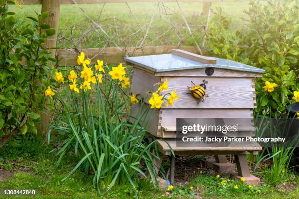 a wooden bee hive in an english spring garden with yellow daffodils - honey bee stock pictures, royalty-free photos & images