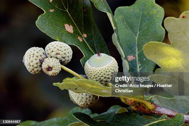 pubescent oak, oaks, north rhine-westphalia, germany (quercus pubescens) - quercus pubescens stock pictures, royalty-free photos & images
