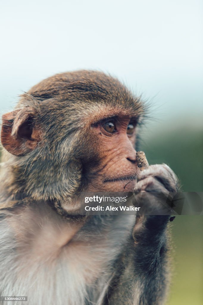 Rhesus Macaque smelling food.