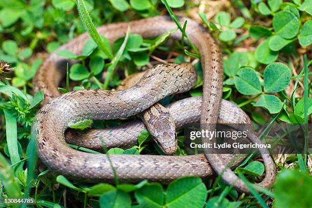 smooth snake (coronella austriaca, oligodon semicinctus, simotes semicinctus) - coronella austriaca stock pictures, royalty-free photos & images