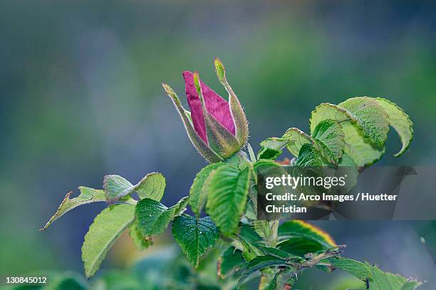 dog rose (rosa canina) - ca nina stock pictures, royalty-free photos & images