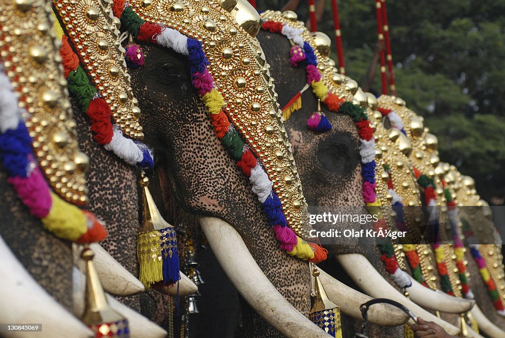 Decorated elephants, Pooram festival, Thrissur, Kerala, South India, India, Asia