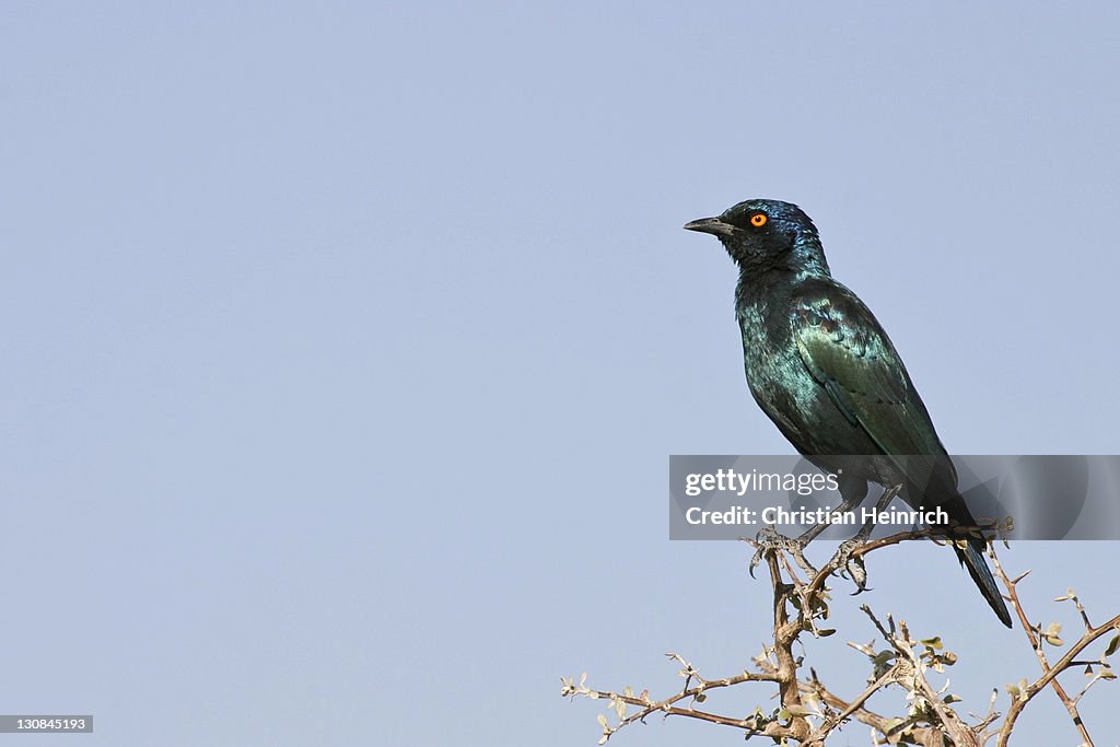 Red-shouldered Glossy-starling (Lamprotornis nitens), Etosha National Park, Namibia, Africa