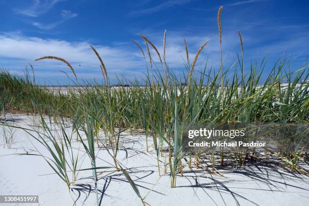 grass in the dune - st peter ording stock pictures, royalty-free photos & images