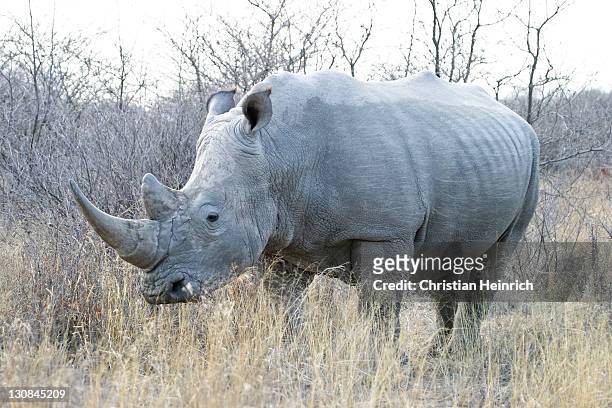 white rhinoceros or square-lipped rhinoceros (ceratotherium simum), khama rhino sanctuary park, serowe, botswana, africa - khama rhino sanctuary stock pictures, royalty-free photos & images
