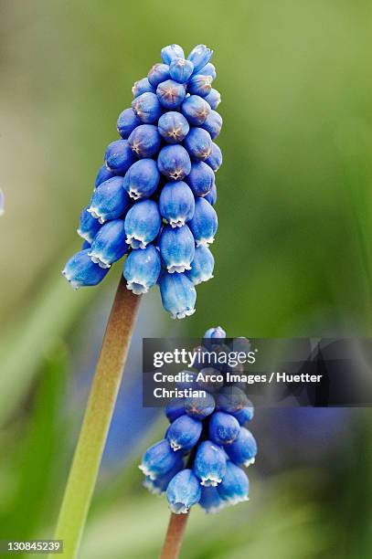 grape hyacinth (muscari latifolium) - muscari latifolium stock pictures, royalty-free photos & images