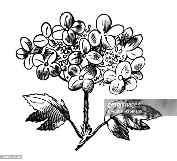 417点のあじさい イラストのストックフォト Getty Images 417点のあじさい イラストのストックフォト Getty Images